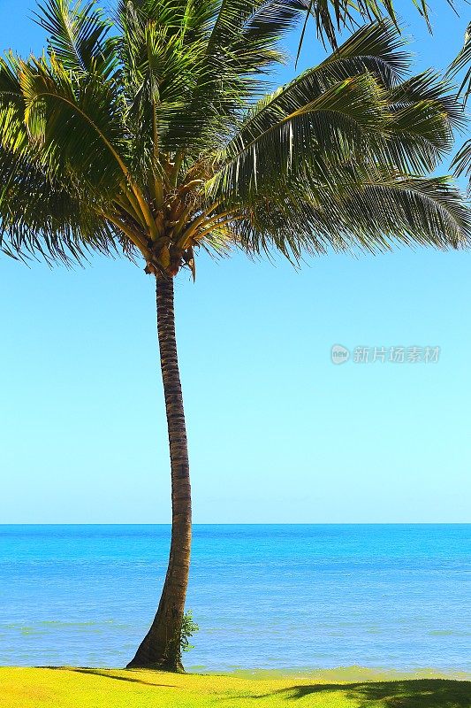 热带天堂:Praia do Forte棕榈滩日落，巴伊亚，巴西